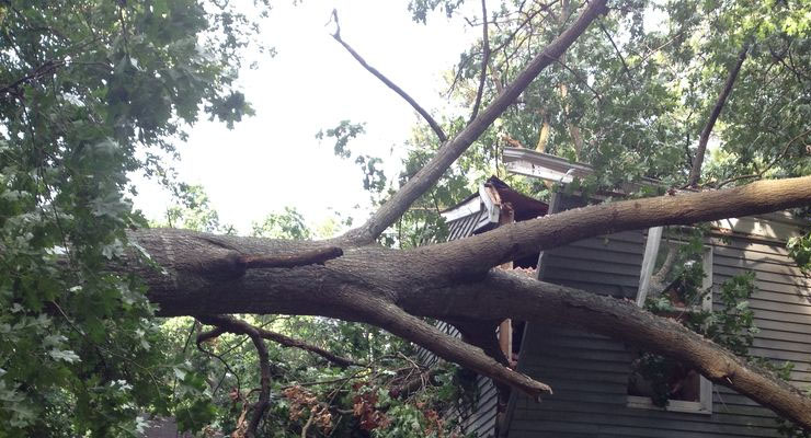 emergency tree removal