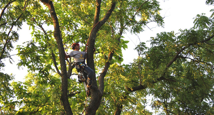 Tree Trimming