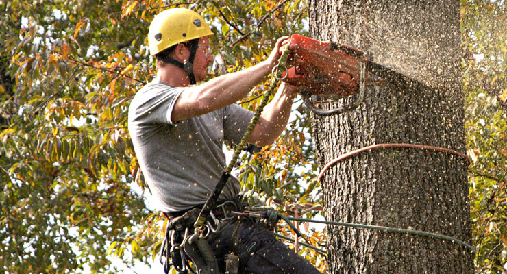 Tree Removal Fort Worth